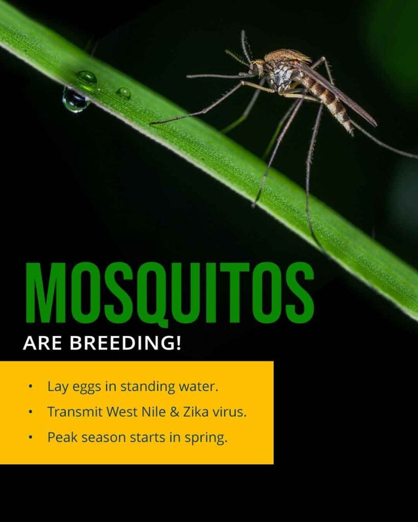 Mosquitos are breeding. Lay eggs in standing water. Transmit West Nile & Zika virus. Peak season starts in spring.