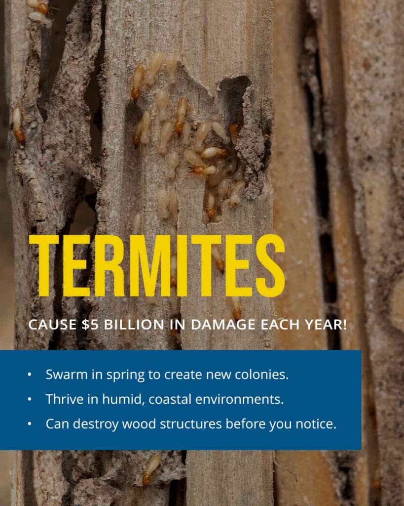 Termites cause $5 billion in damage each year! Swarm in spring to create new colonies. Thrive in humid, coastal environments, and can destroy wood structure before you notice.