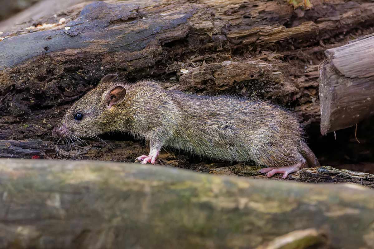 mouse Outer Banks Rodent Control
