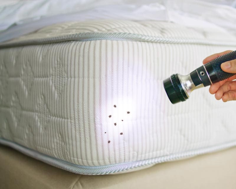 Bed Bug Infestation And Treatment Service. Bugs Extermination