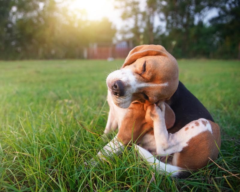 An adorable beagle dog scratching at fleas outside on the grass field in the evening.