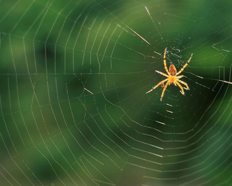 A small spider on an intricate web with a blurred background