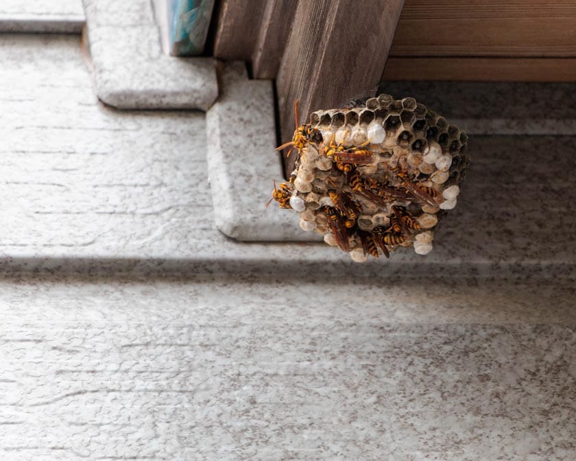 Paper wasps building a nest under the eaves of a house