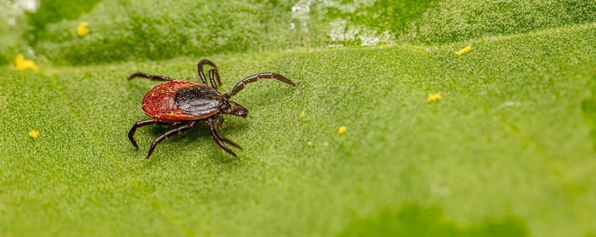 obx-ticks