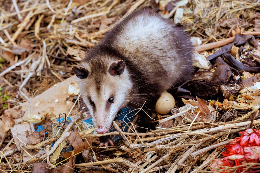 Opossum is looking for food in pile of leaves debris with an egg nearby in backyard.